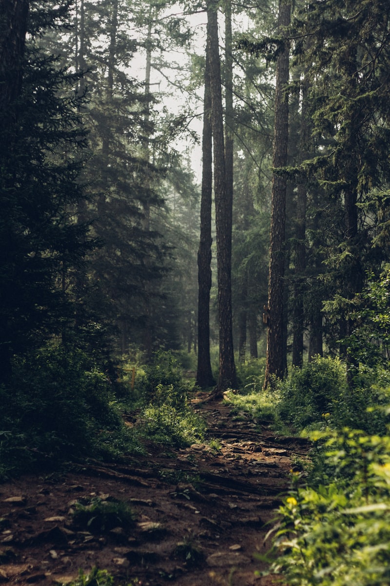 Woods